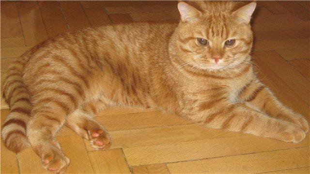 Рыжий британский кот