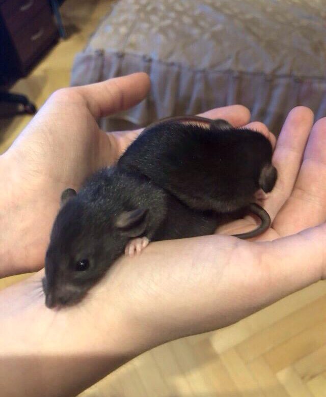 Большие крысы купить. Декоративная крыса черная. Домашние мышки в руке. Крыса декоративная гладкая. Зоомагазин крыса черная.