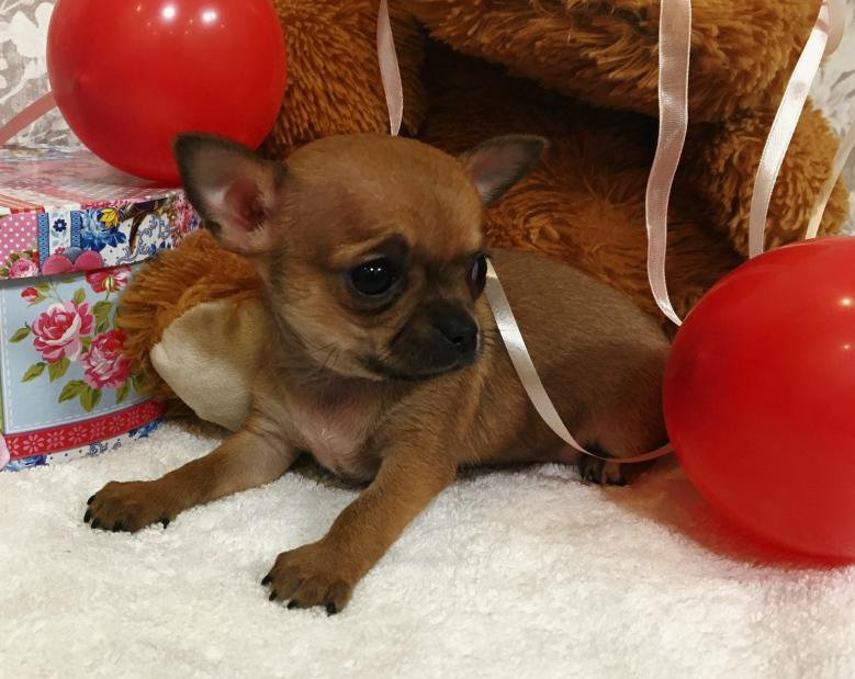 Клуб чихуахуа в иркутске. Собака мини купить в железногорск. Чихуахуа мини 1 месяц. Чихуахуа иркутск. Порода чихуахуа в иркутске.