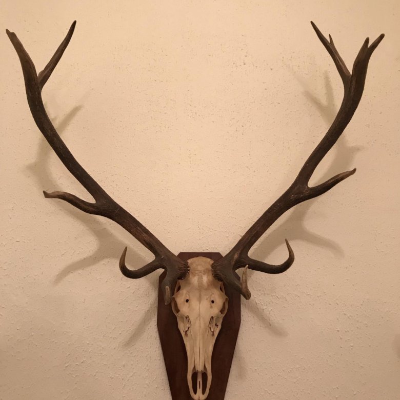 Рога изюбря 1 место золото. Рога изюбря фото. Рога марала. Рога молодого оленя. Рога животных.