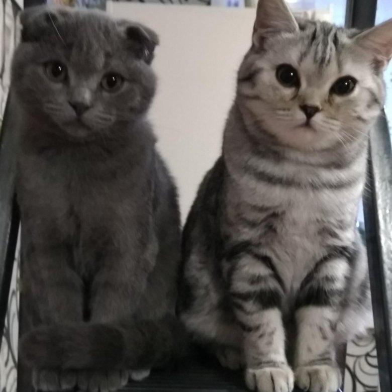 Британская И Шотландская Кошка Отличия Фото