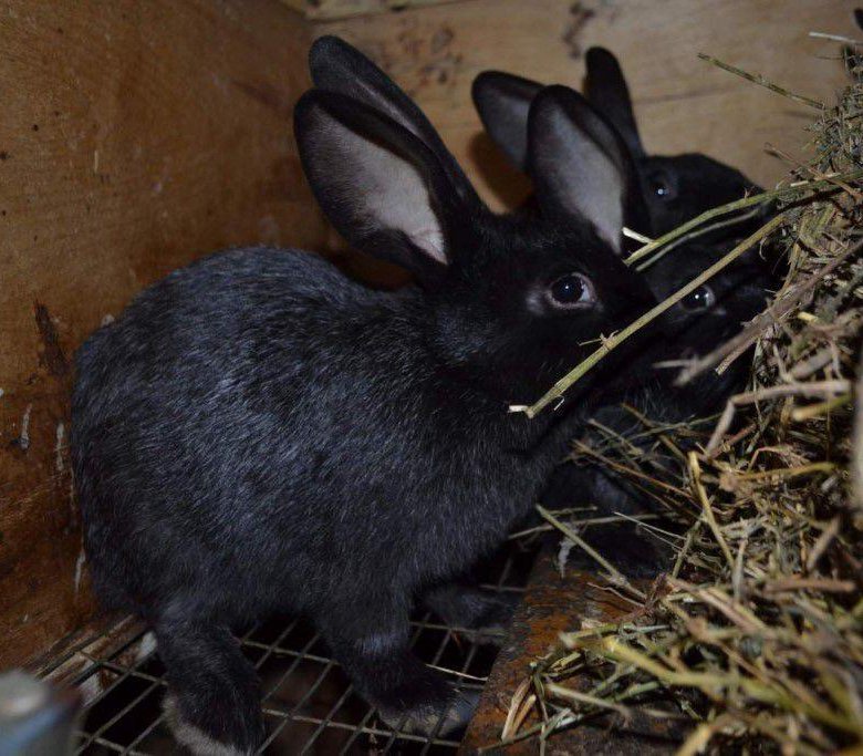 Животные сальске. Кролики серебро. Кролики серебро фото. Продажа кроликов в Армавире.