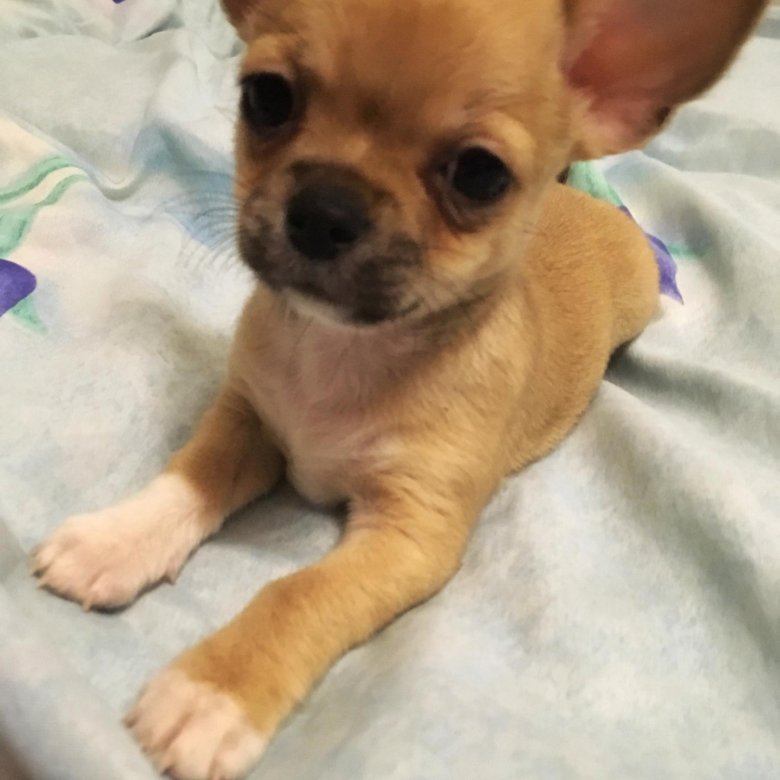 Чм днем рождения женщине с чихуахуа. Собака в добрые руки в санкт-петербурге. Собака в добрые руки в санкт-петербурге. Мини чишки чёрного цвета. Чихуахуа в новгороде.