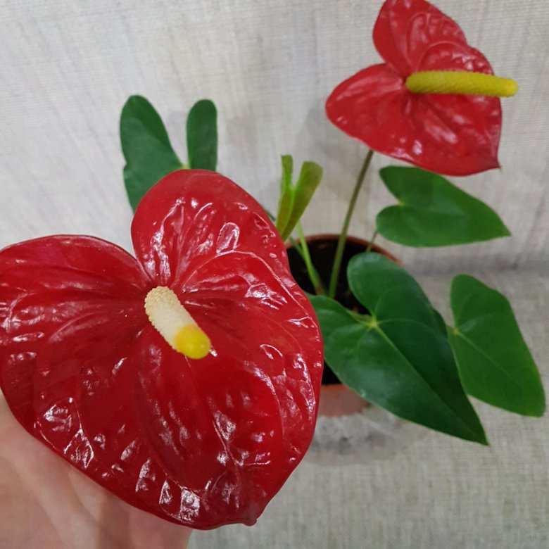 Антуриум эссенция фото. Антуриум эссенция. Антуриум Essencia эссенциа Anthurium. Антуриум гигант.