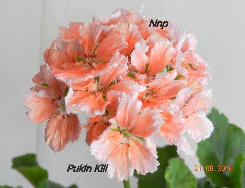Pukin kili пеларгония фото и описание