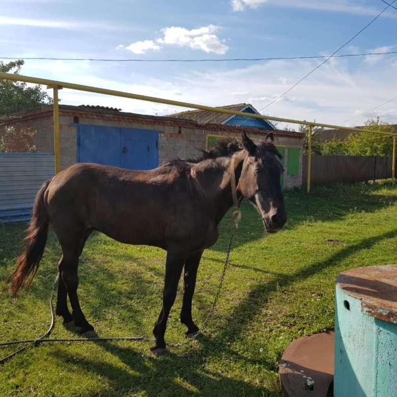 Годовалый жеребец. Продаются лошади. Лошади которых продают. Кони. Продаются лошади.