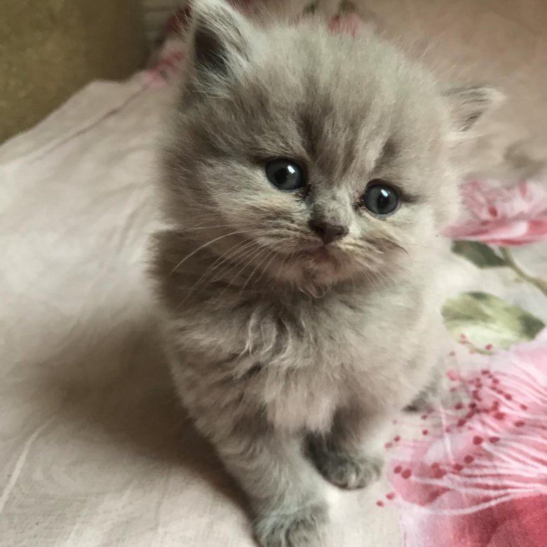 Авито Санкт Петербург Животные Котята С Фото