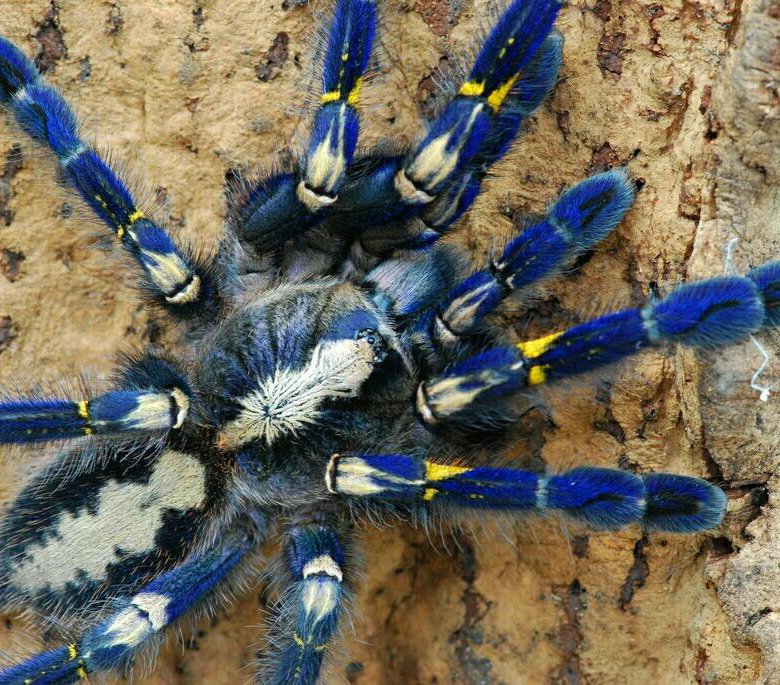 Паук металлика фото Пауки птицееды Poecilotheria metallica. - купить в Москве, цена 1 900 руб., прод