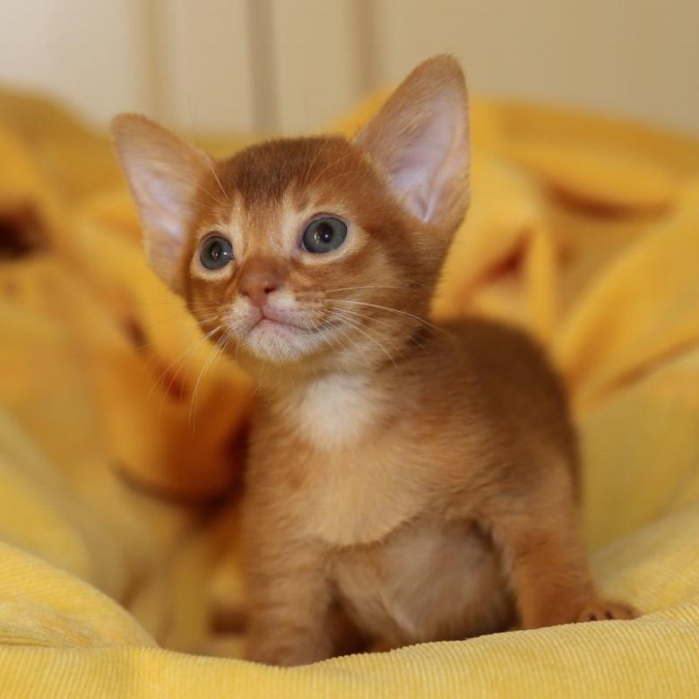Абиссинская Кошка Фото И Цена Котята