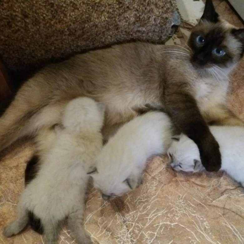 Сиамская кошка купить