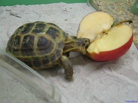 Овощ черепаха. Среднеазиатская красноухая черепаха. Среднеазиатская черепаха маленькая. Черепахи домашние Сухопутные. Что едят Сухопутные черепахи.