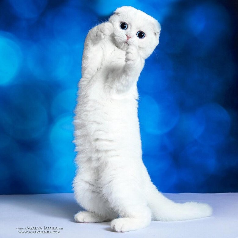 Вислоухая белая с голубыми глазами – купить в Москве, цена 20 000 руб.,  продано 16 января 2019 – Кошки