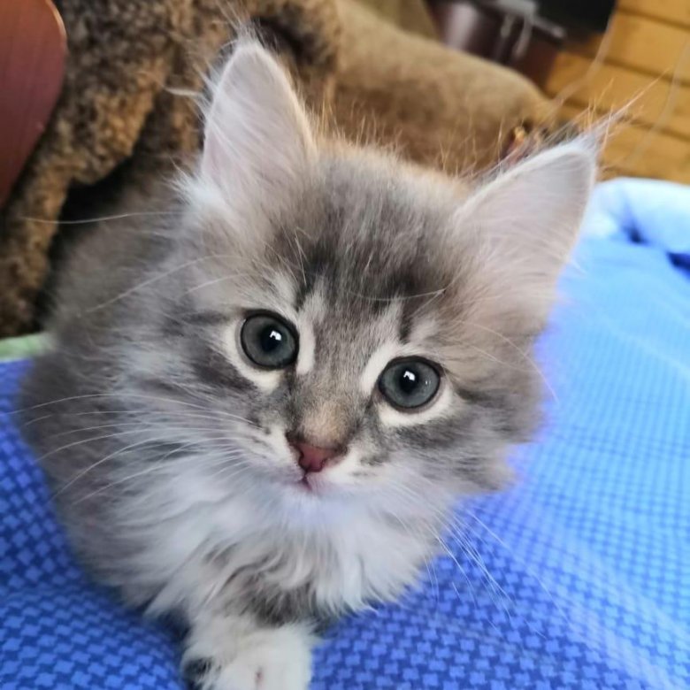 Котики продаются. Котят которые продают. Продают маленьких котят. Котята которые продают. Котят которых продают за 200 рублей.