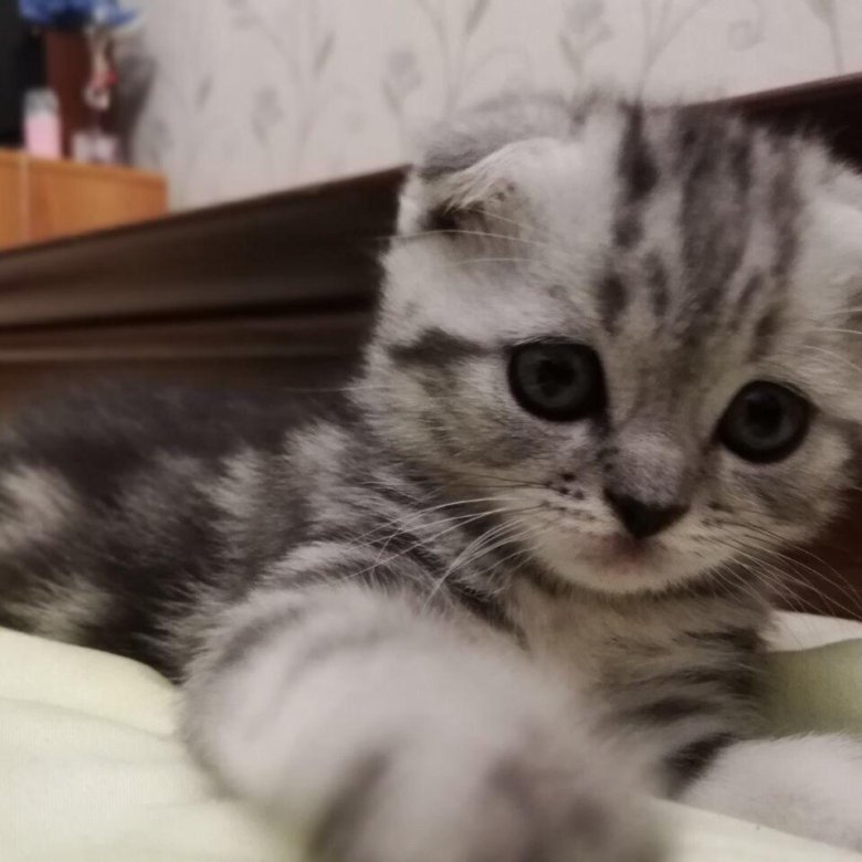 Авито Балаково Купить Котенка С Фото