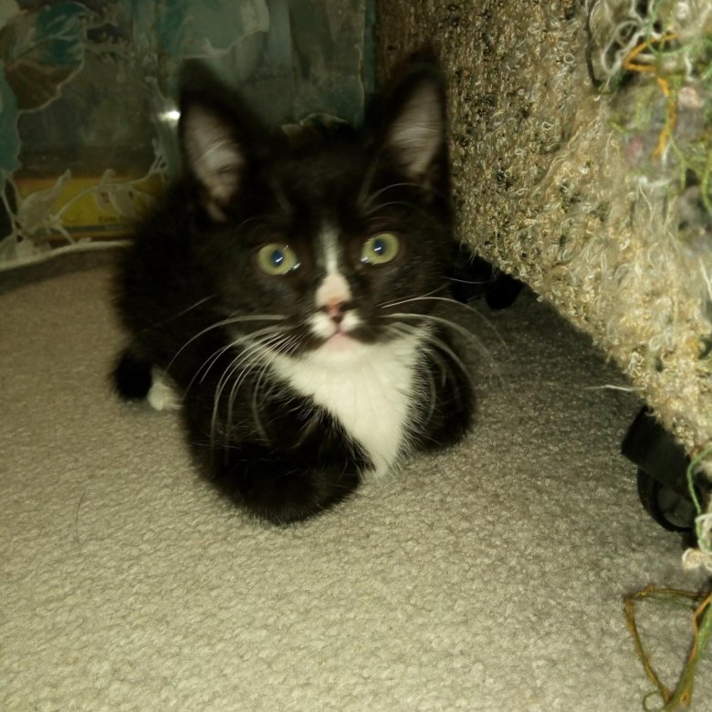 Черный кот с белыми лапами. Котик черный с белыми лапками. Сибирская биколор короткошерстная. Метис черный порода кот. Черные коты с белыми лапами.