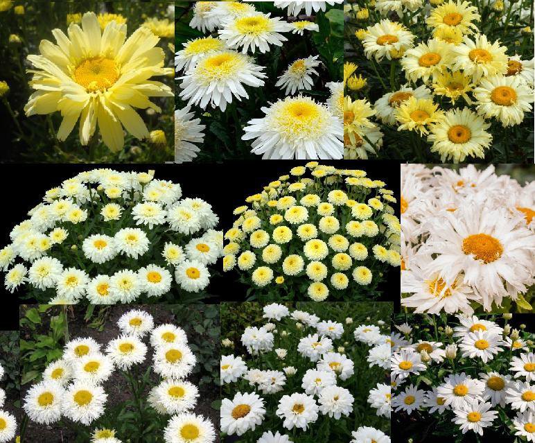 Разновидности ромашек садовых фото с названиями и описанием