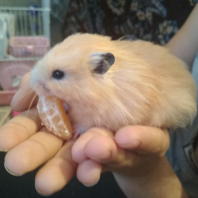 продаются хомяки. хомячки домашние. продаются хомяки. продают хомяки продаются хомяки. продаются хомяки.