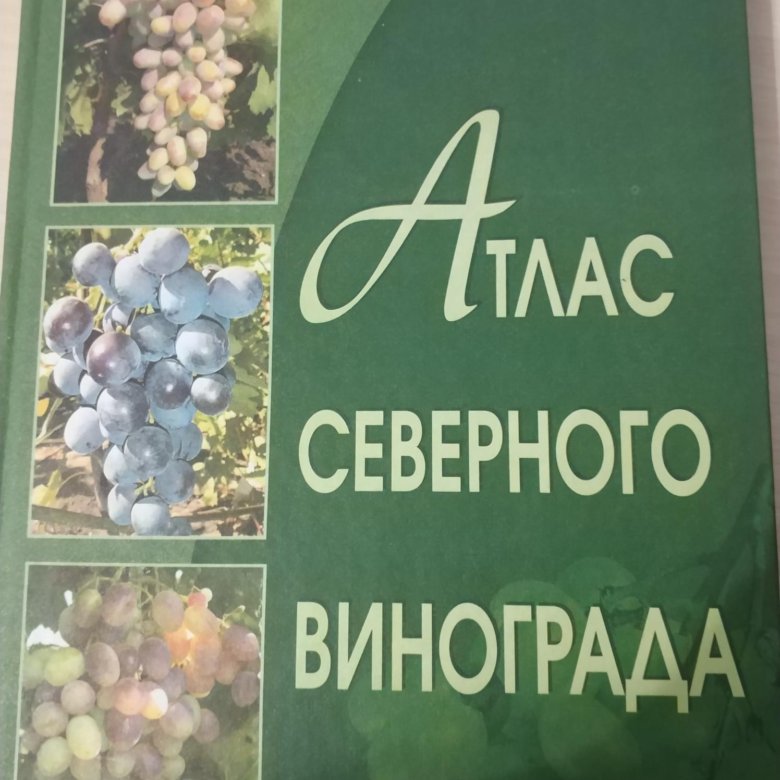 Фото Северного Винограда Фото Северного Винограда