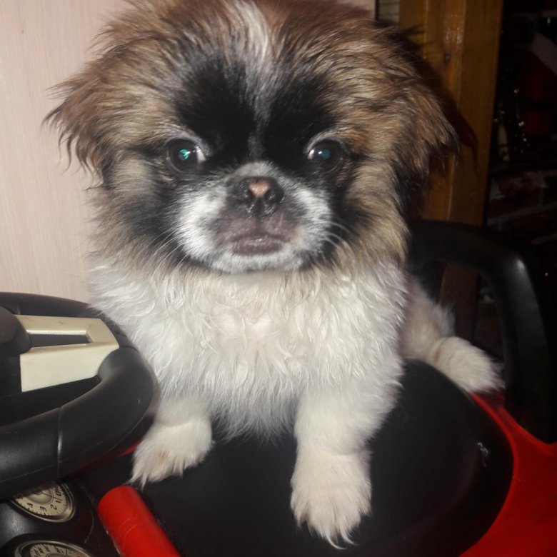 Авито Собака Фото