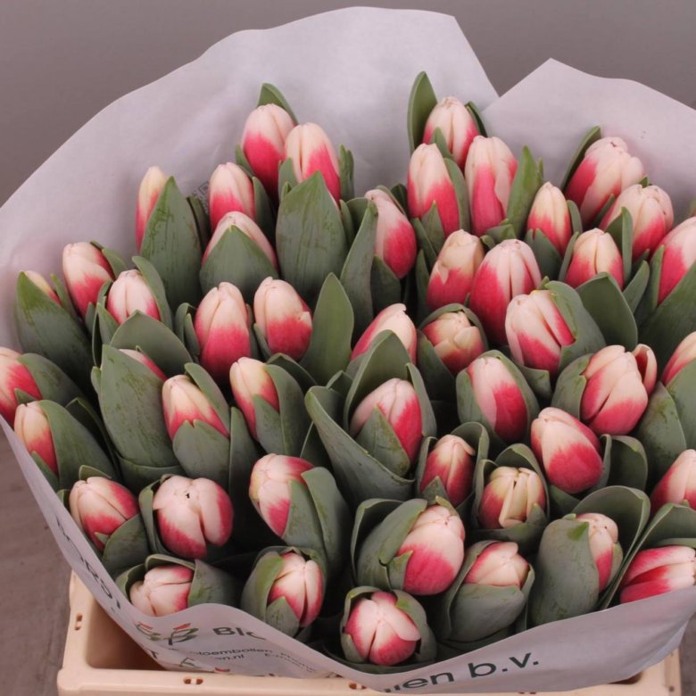Тюльпаны купить в новосибирске недорого. Тюльпан Пролайн. Тюльпаны опт. Красные голландские тюльпаны. Продажа тюльпанов.