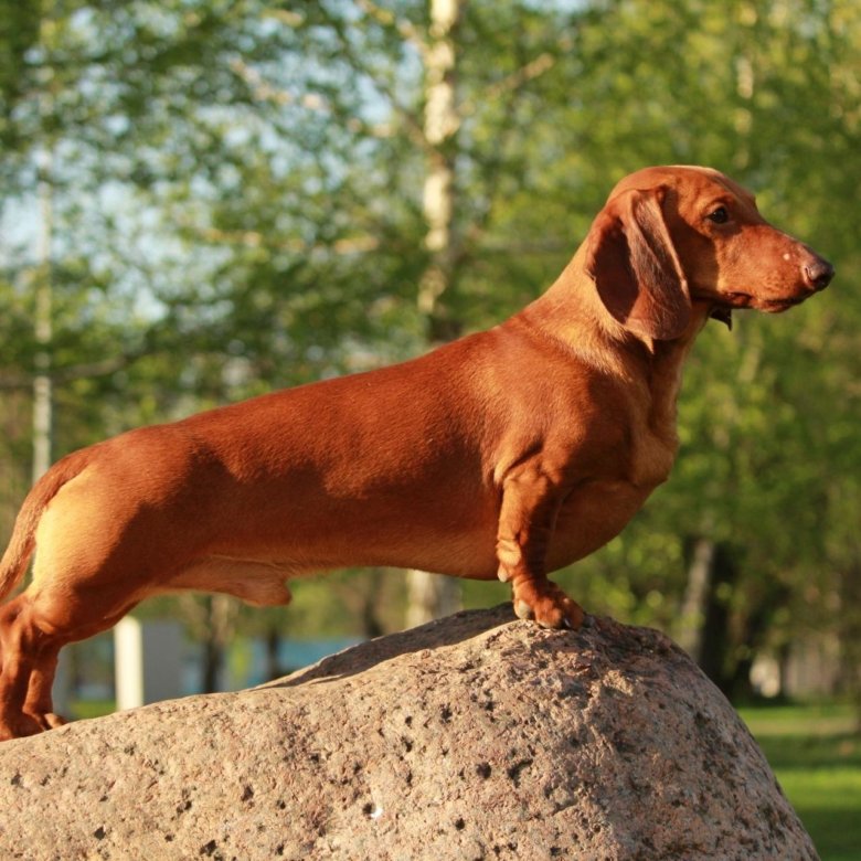 Ркф таксы. Таксы чемпионы. Ркф таксы. Порода такса. Щенки таксы черно-подпалого окраса.