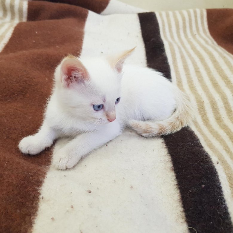 Кошка Ред Пойнт Фото