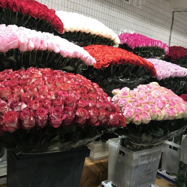 Розы оптом от производителя. Розы по оптовым ценам. Много роз оптовая база. Розы оптом Королев. Розы оптом апрашка.
