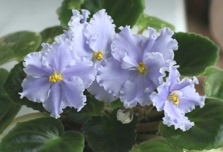 слушать песню фиалка расцвела