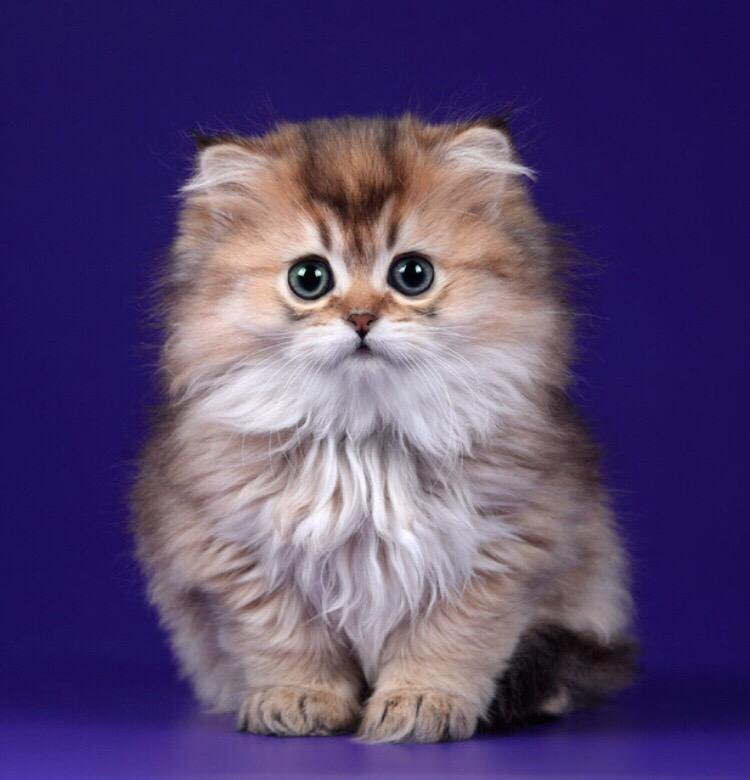 Хайленд Кошка Фото