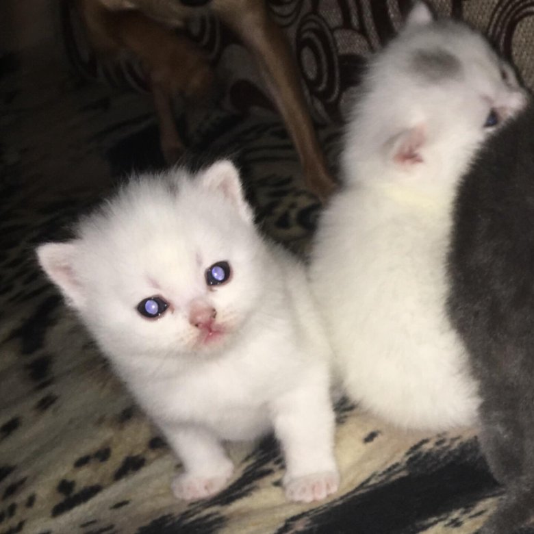 авито коты в добрые руки. котята в касимове бесплатно. камышин кошка. авито животные кошки. котята спб.