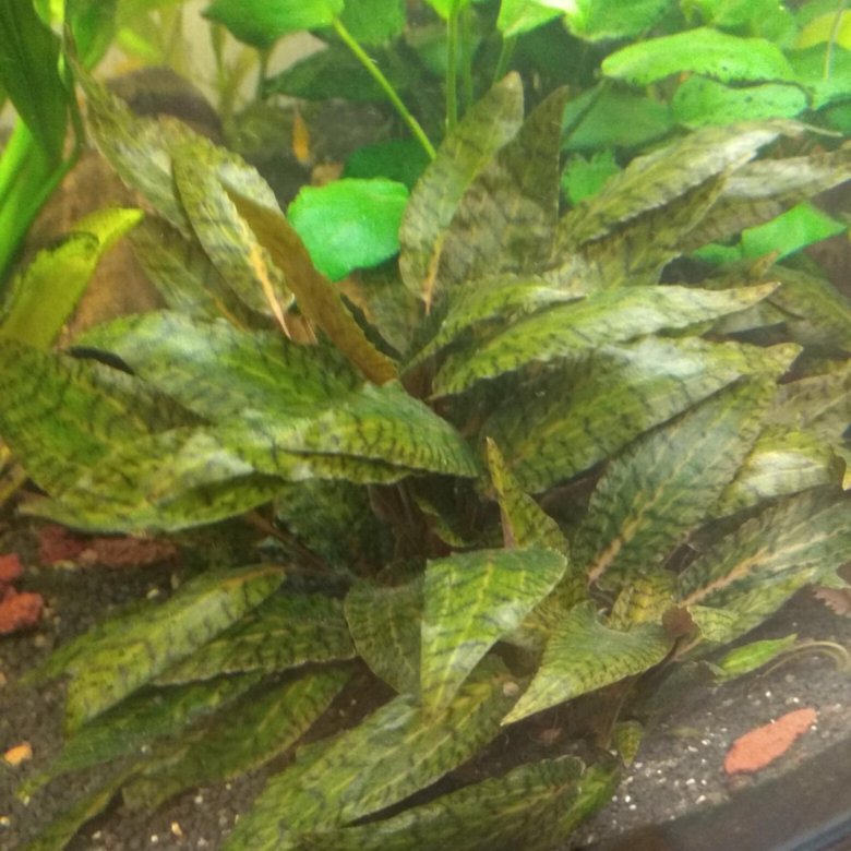 криптокорина нури. криптокорина нури розен. криптокорина нури грин. криптокорина нури грин. криптокорина нури.