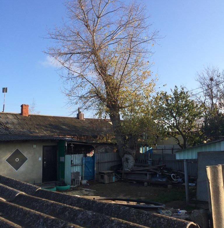 дерево темрюк