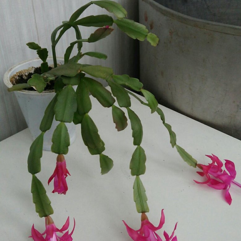Декабрист цветок земля. Зигокактус желтый. Schlumbergera truncata. Декабрист цветок фуксия. Декабрист цветок укоренение.