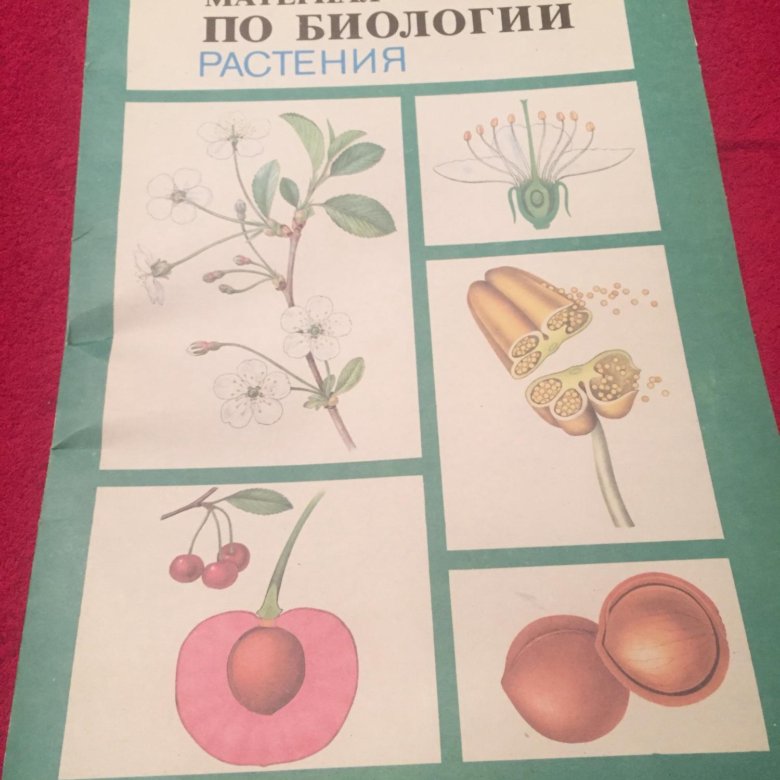 Биологические карточки. Пособие по биологии. Демонстрационный материал цветы. Наглядные пособия по технологии. Биологический материал книга.