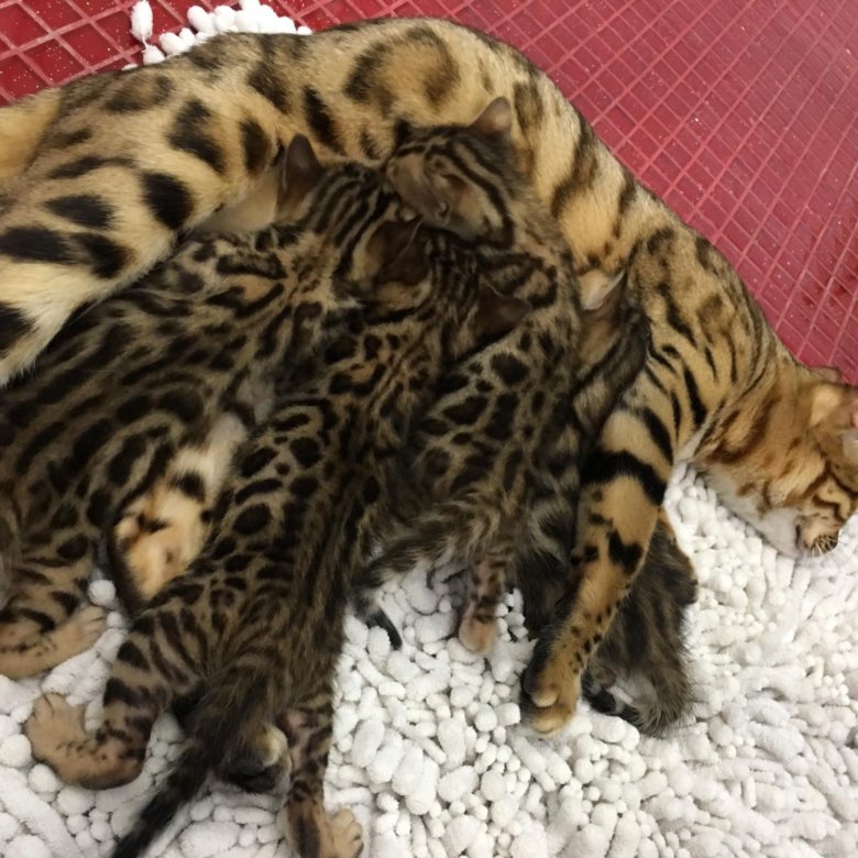 Купить бенгальскую кошку