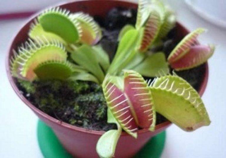 Цветок хищник венерина мухоловка. Цветок поедающий мух. Венерина мухоловка ареал. Дионея венерина мухоловка. Мухоед растение.