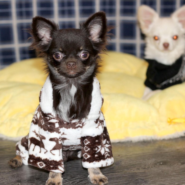 Длинношерстный чихуахуа 6 месяцев. Чихуахуа 6 мес длинношерстные. Щенок чихуа 4 месяца. Чихуахуа 7 месяцев. Чихуахуа 5 6 месяцев.