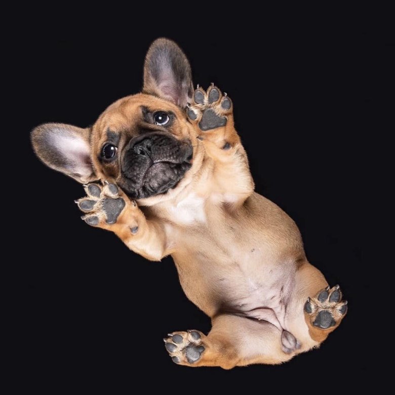 Free Images : domestic, animal, pedigree, dog like mammal, dog breed, french bul