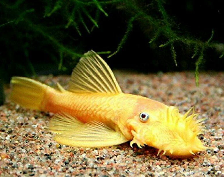 Золотистый сомик аквариумный фото и описание
