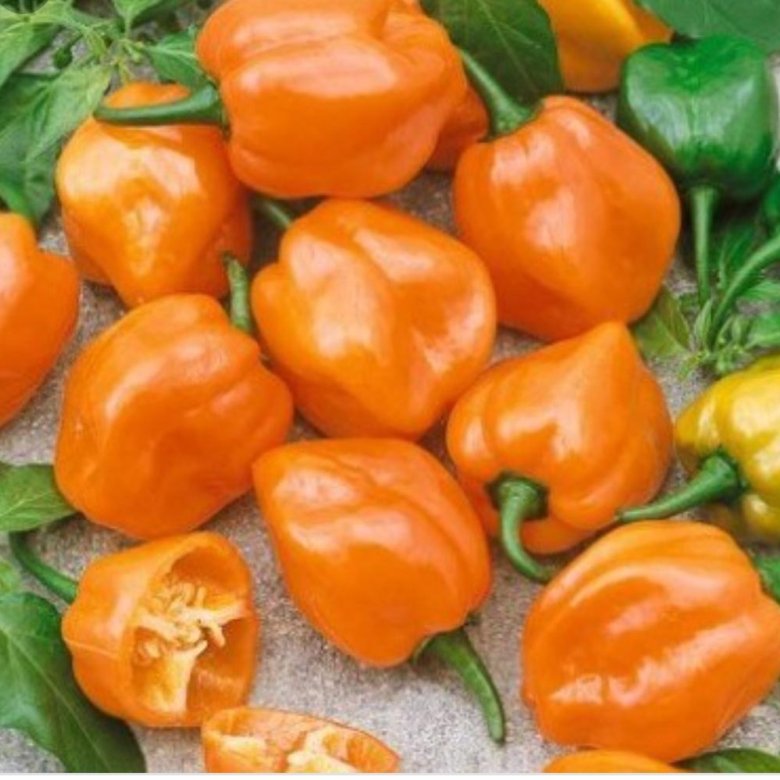 Перец оранжевый фото. Хабанеро оранж. Перец Habanero Orange. Перец острый Хабанеро оранжевый. Перец сладкий Ливадия f1.