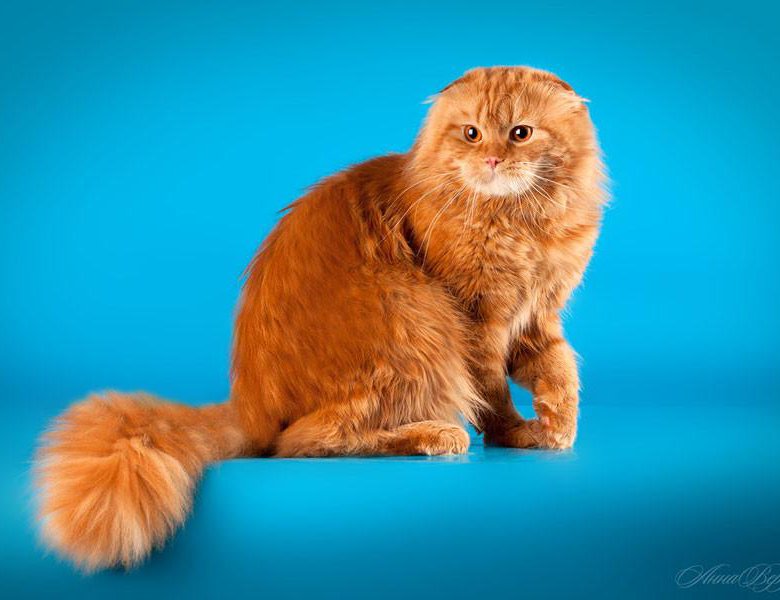 Шотландская Вислоухая Длинношерстная Кошка Фото