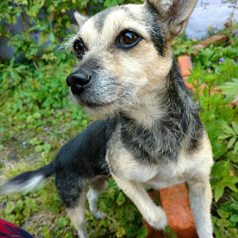 Собака на авито. Отдам даром собаку. Щенки которые продаются. Продам собаку. Авито щенки.