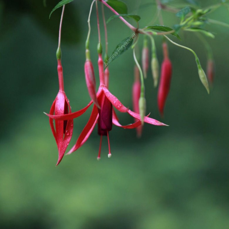 Фуксия frozen tears фото и описание