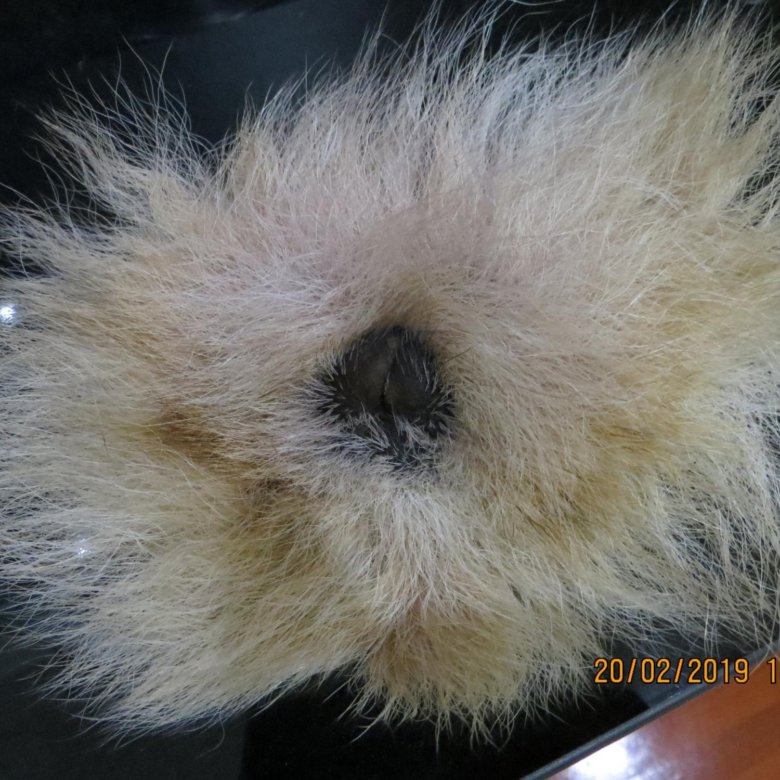 Гайд кунка. Кунка дота 2. Кот кунка дота 2. Кунка волчицы. Кунка.