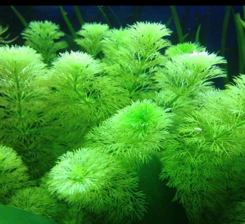 Юнцус ползучий аквариумное растение фото