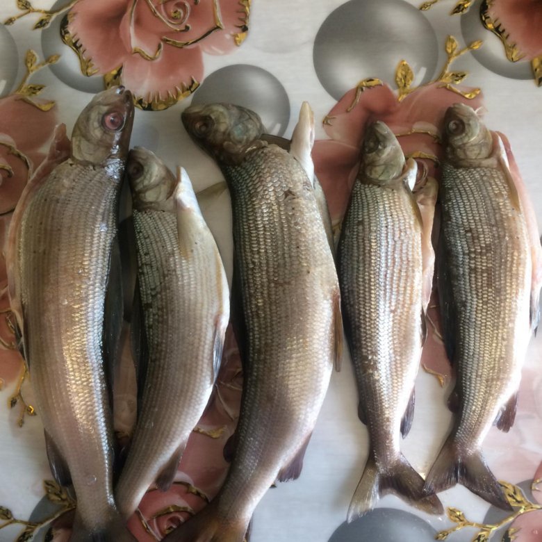 Рыба реки бахапча. Сибирский хариус. Хариус речной. Хариус авито. Ангарский хариус.