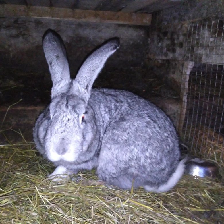 Купить кролика серого. Кролик серый великан 4 месяца фото.