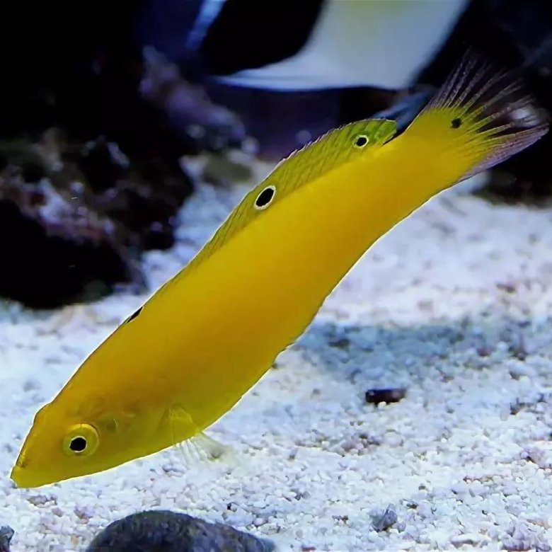 В желтом купальнике рыбка