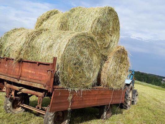 Сено тюк 25 кг. Савйолиски телефон магазина сена. Регил доска сена. Авито белгородская область сено. Рулон сена 500 кг.
