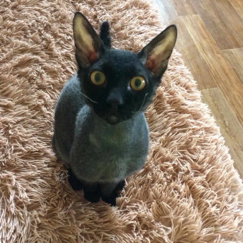 Браш Кошка Фото